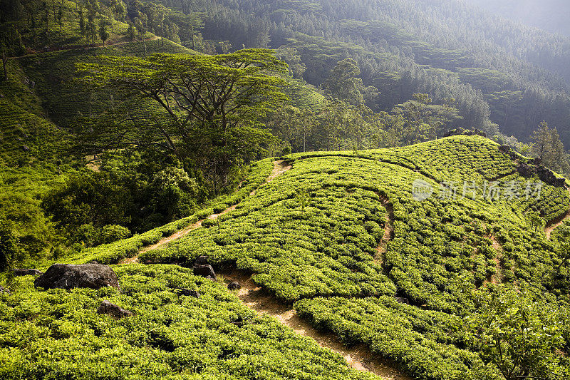 斯里兰卡的有机茶园