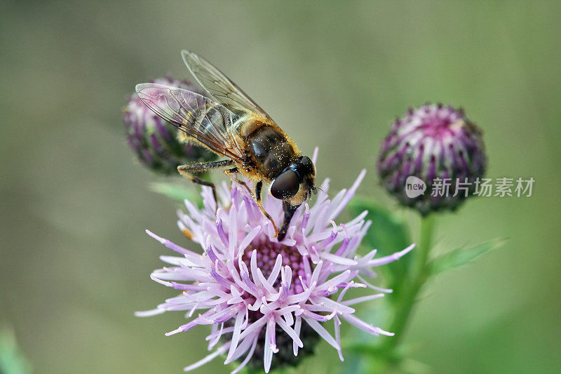 蜜蜂在野花上的特写