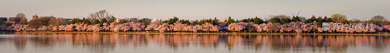 樱花全景