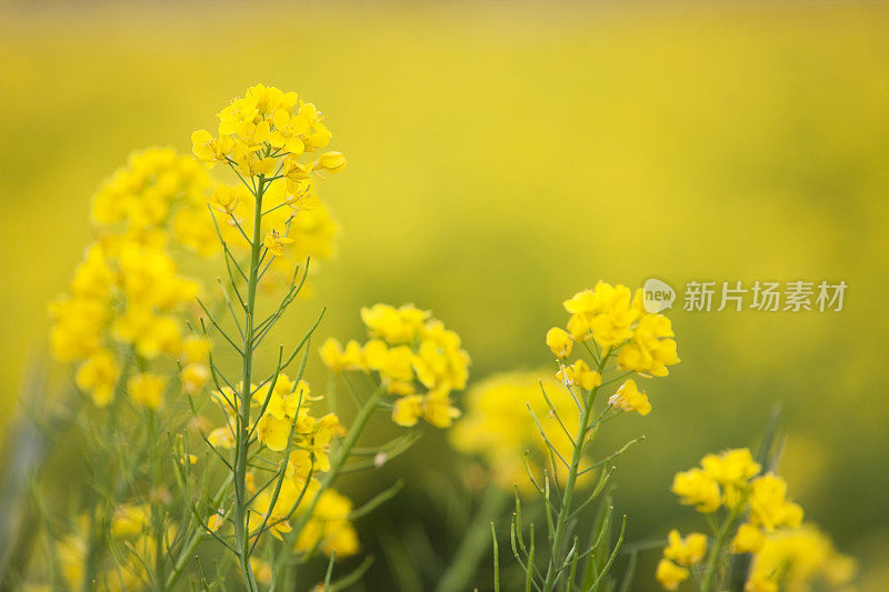 油菜花花朵