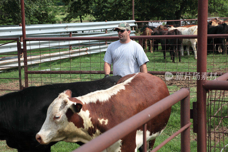 农业:人与牛在农场围栏