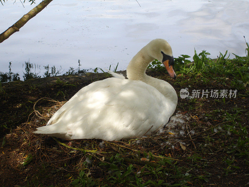 河边的天鹅