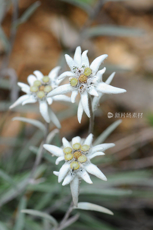 雪绒花(菊科)