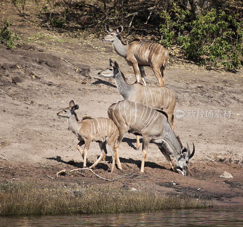 博茨瓦纳丘比河，大Kudus，黄斑羚