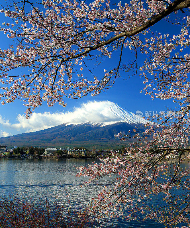 富士山和樱花