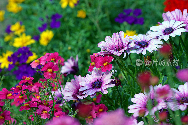 雏菊，复仇女神，雏菊和马鞭草