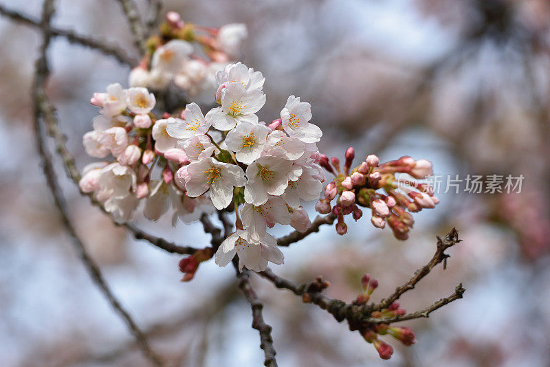 樱花