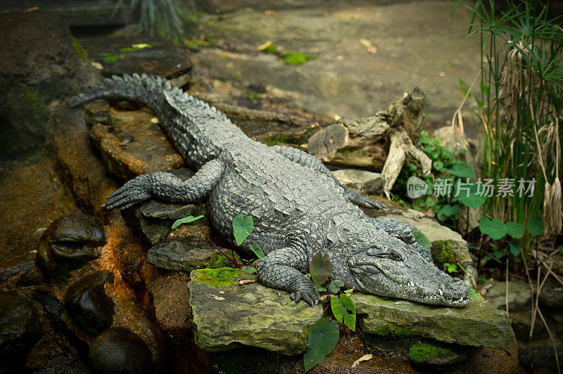 尼罗河鳄鱼躺在岩石上