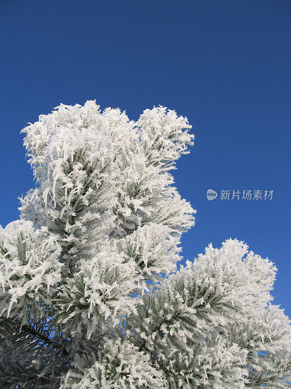 冰冻的植物