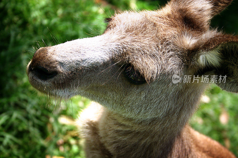 Roo特写镜头