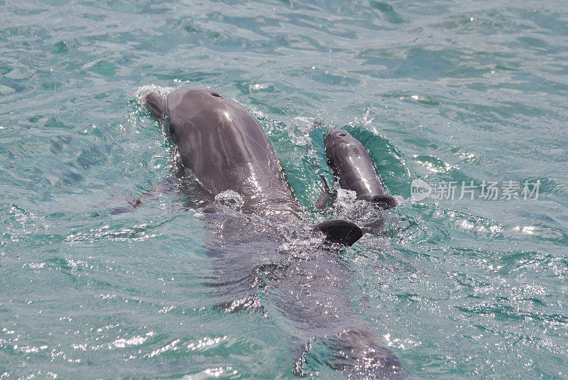海豚妈妈和海豚宝宝