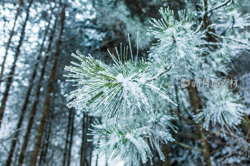 松树上覆盖着雪