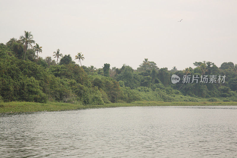 Kumarakom鸟类保护区和回水，喀拉拉邦，印度