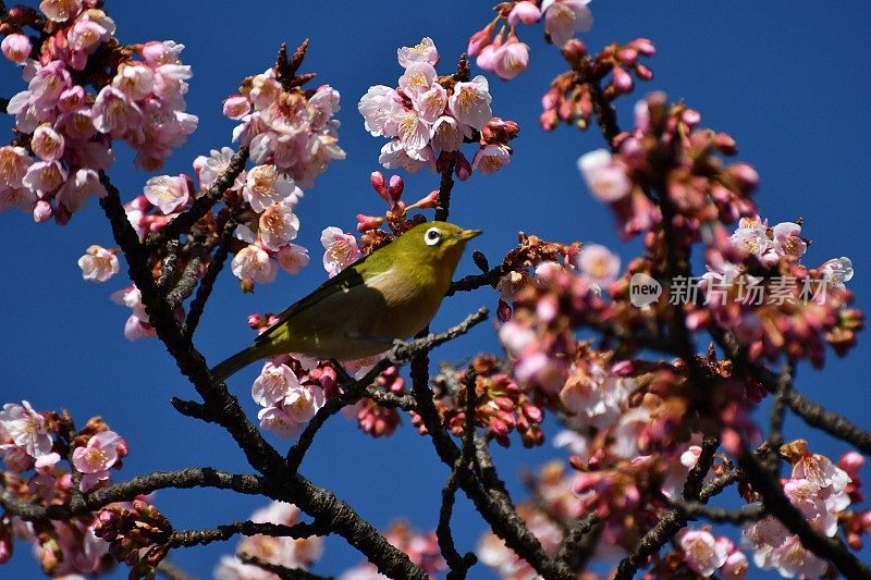 樱花和日本白眼睛