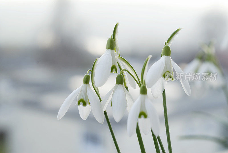 雪花莲