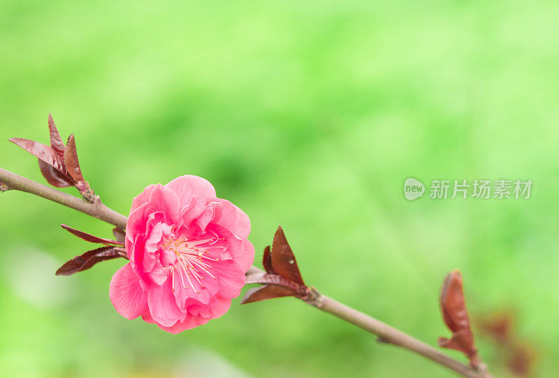 一棵梅花的特写