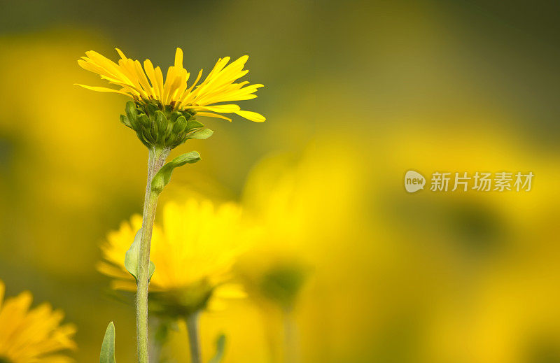 夏天的野花