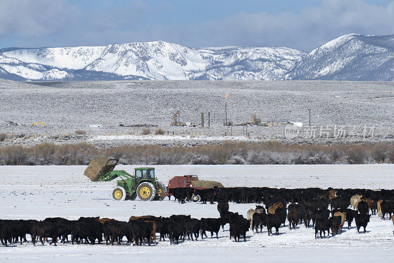 在科罗拉多州落基山脉的雪山牧场上喂牛吃干草