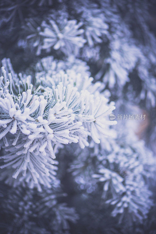 第一个冬天降雪。冻雪树枝