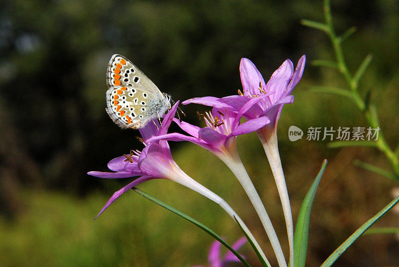 科尔奇库姆・斯蒂维尼