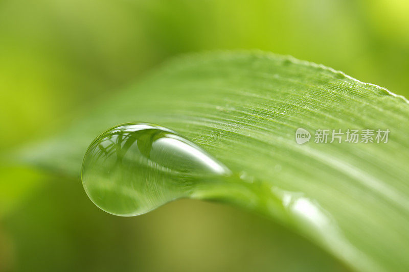 带雨滴的叶子