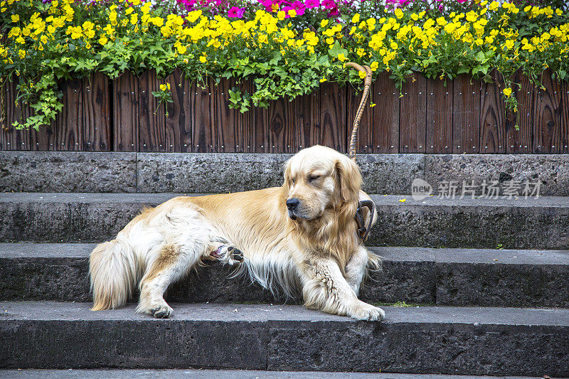 金毛猎犬在石阶上休息