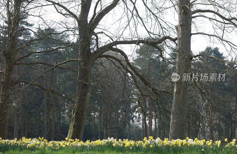 春天的水仙花在树林里