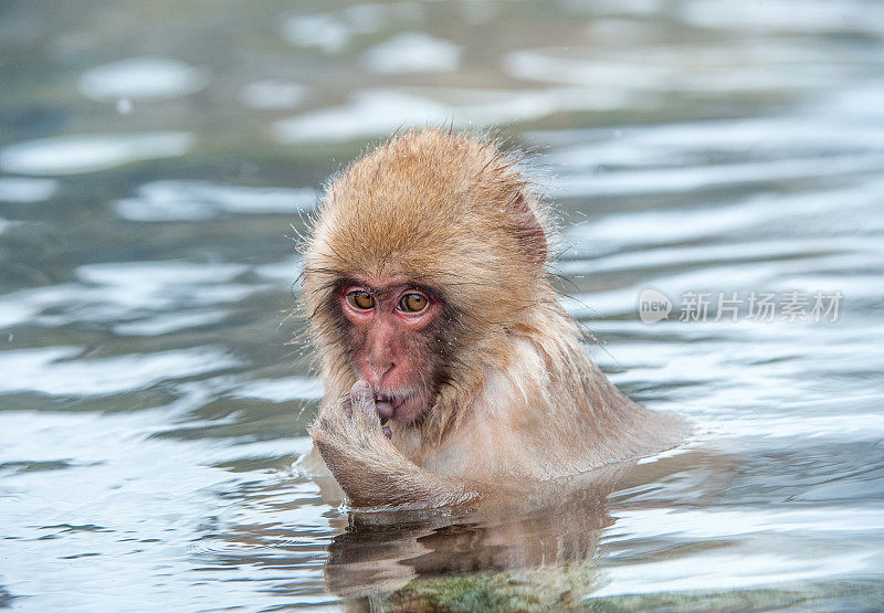 温泉中的日本猕猴