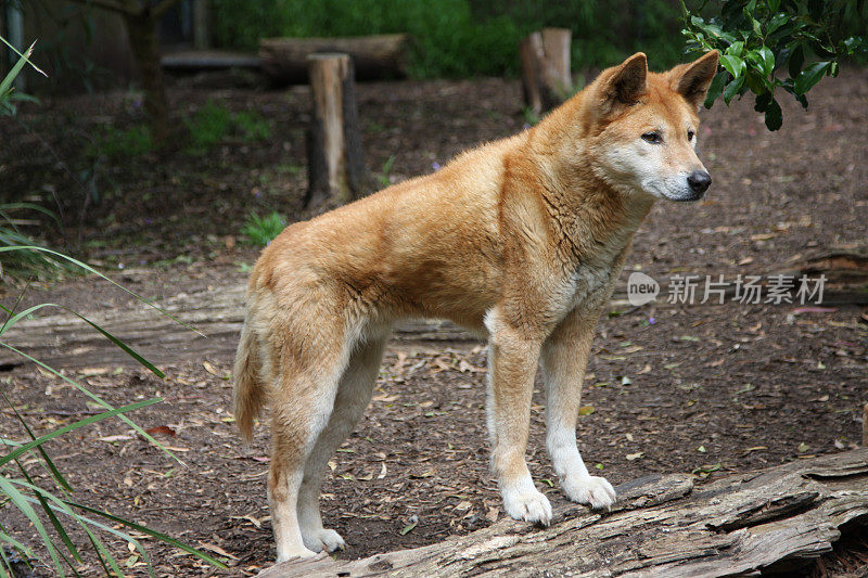 澳洲野狗