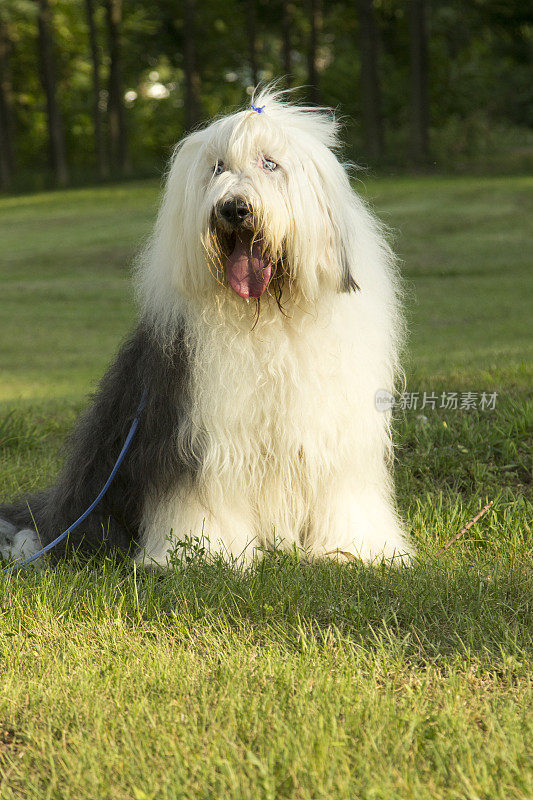 古英国牧羊犬