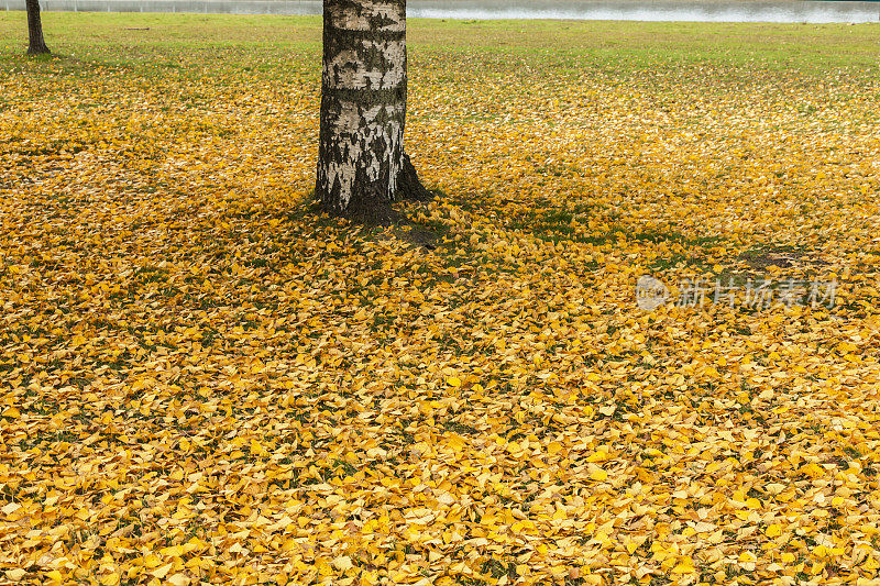 秋天，一棵黄色的白桦树的叶子。
