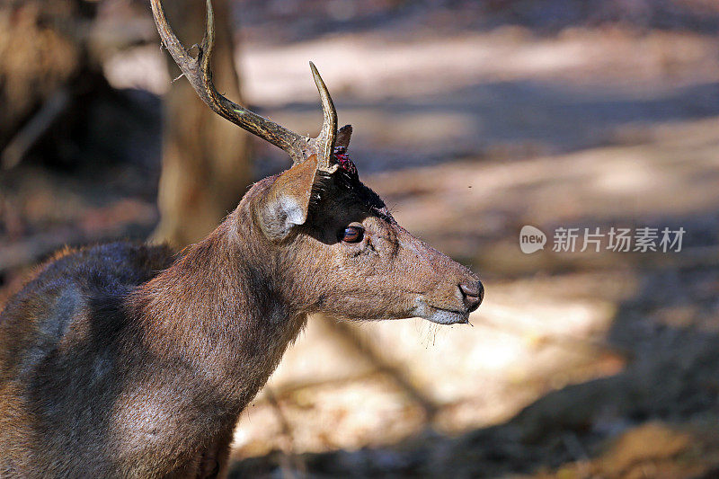 印度尼西亚:科莫多岛上的东帝汶鹿