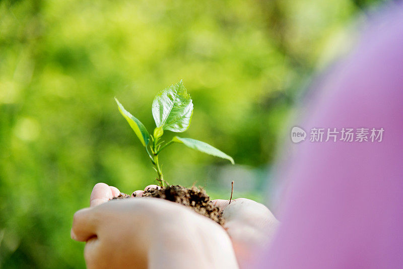 女人手里拿着一株小植物