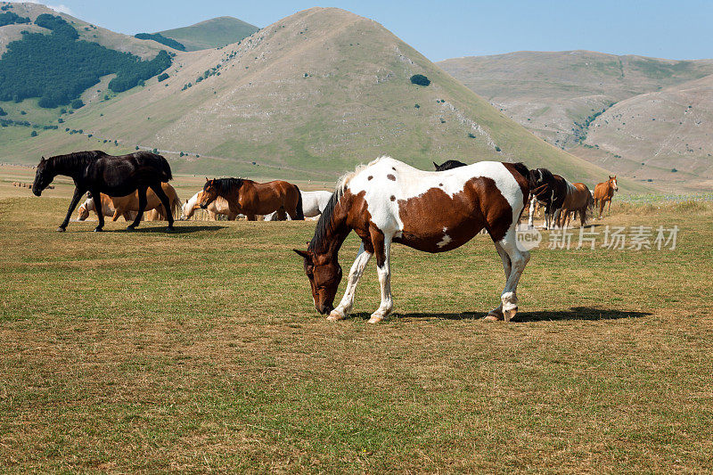 意大利翁布里亚的野马，小马驹Castelluccio