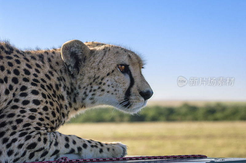 野生猎豹躺在Safari车顶的特写