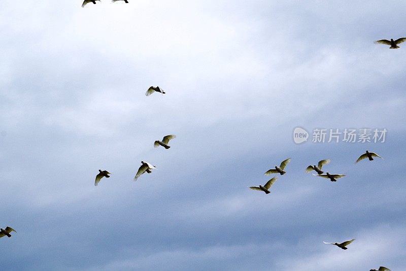 天空中有一群白鹦鹉