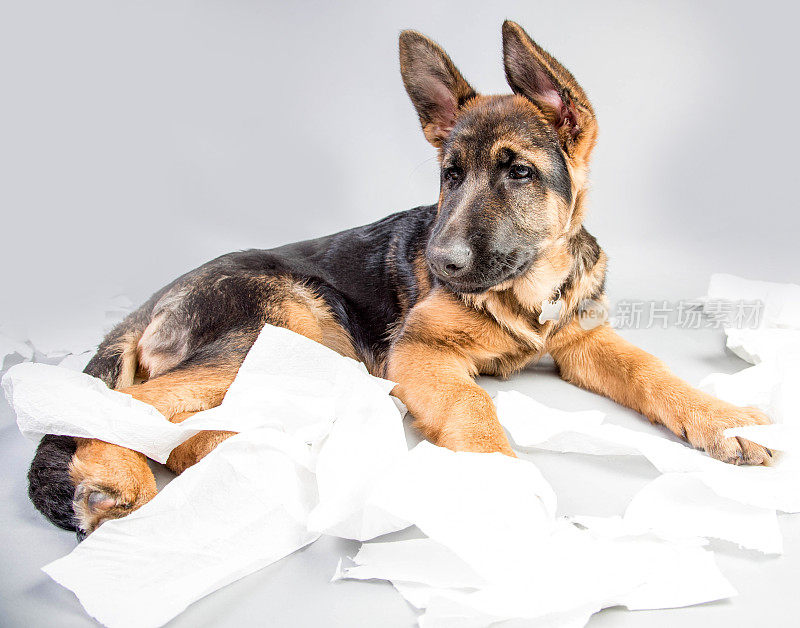 德国牧羊犬狗与卫生纸