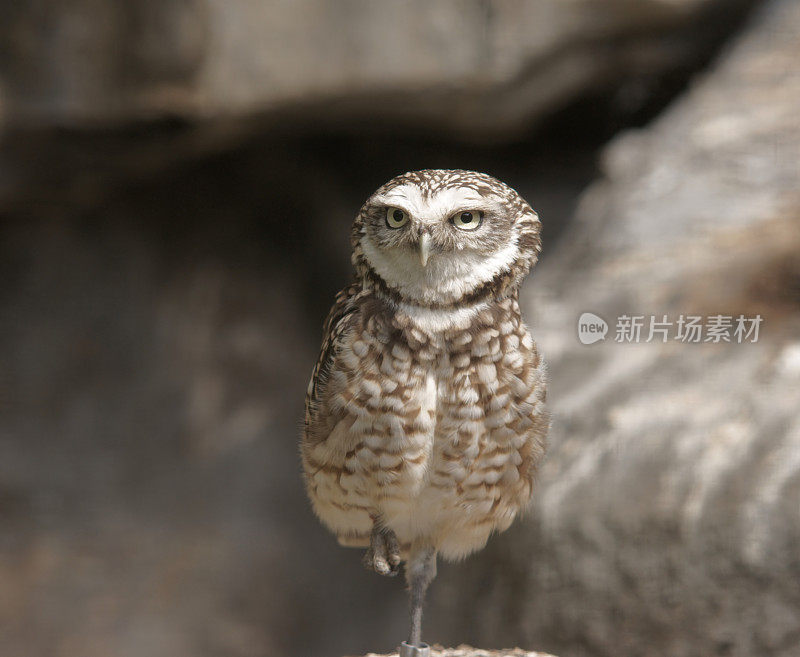 穴居猫头鹰