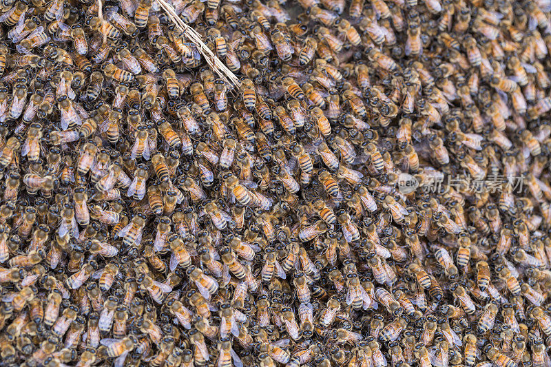 蜜蜂箱上有许多蜜蜂