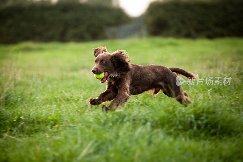 波伊金猎犬雄性犬