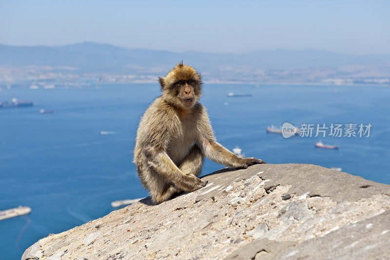 著名的直布罗陀巴巴里猿猴坐在岩石上