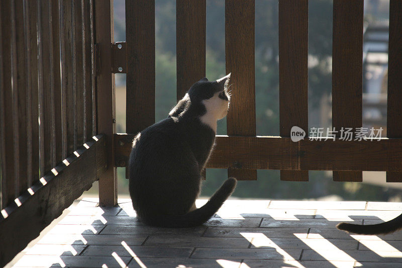 两只猫在阳台上玩耍