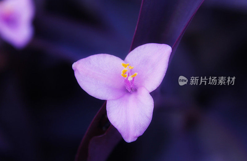 紫色的花,紫鸭跖草