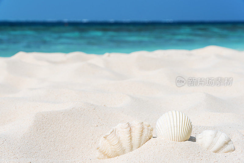 海滩沙丘上的贝壳