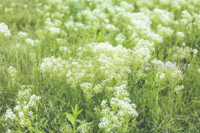 春天的花朵