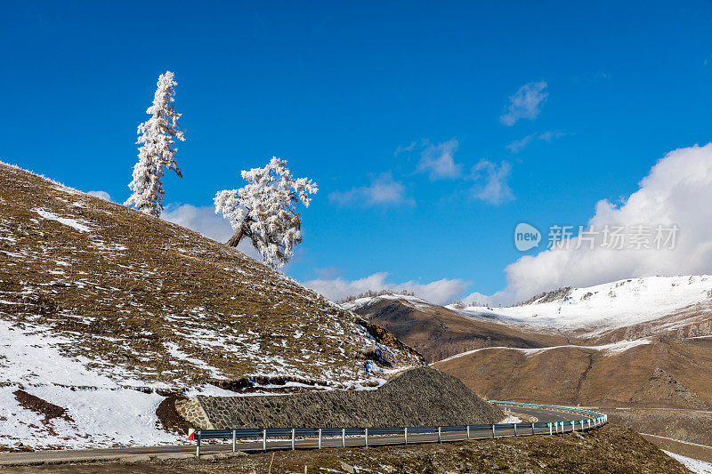 白雪覆盖了中国新疆喀纳斯湖附近的树木