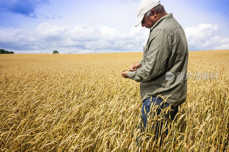 农民在收获季节检查他的小麦收成