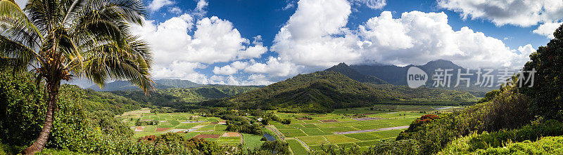 夏威夷考艾岛哈纳莱山谷的芋头田全景照片