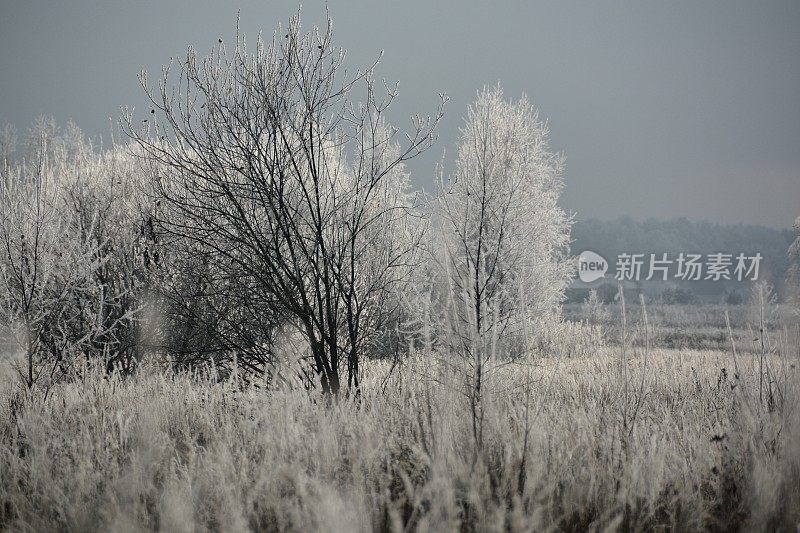树木白霜