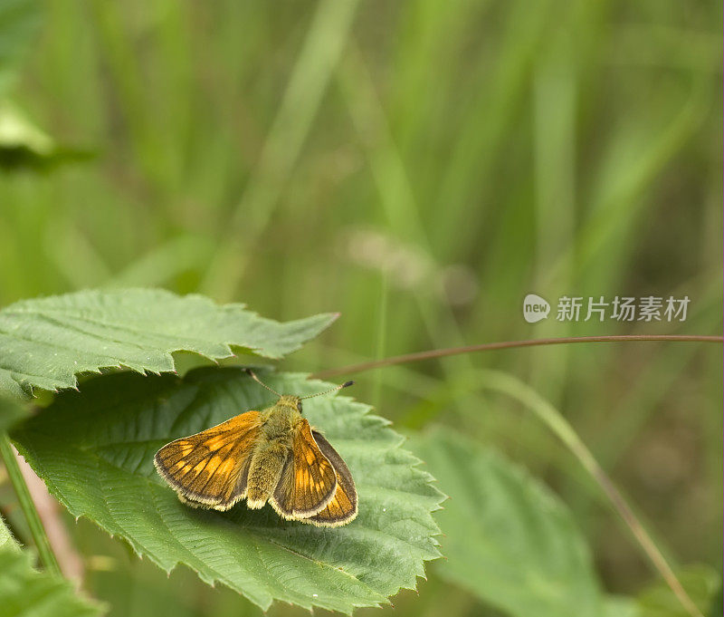 大斑蝶(褐斑蝶)